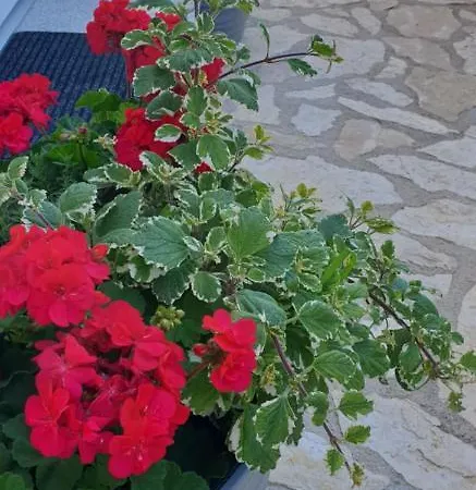 Apartament Kika *